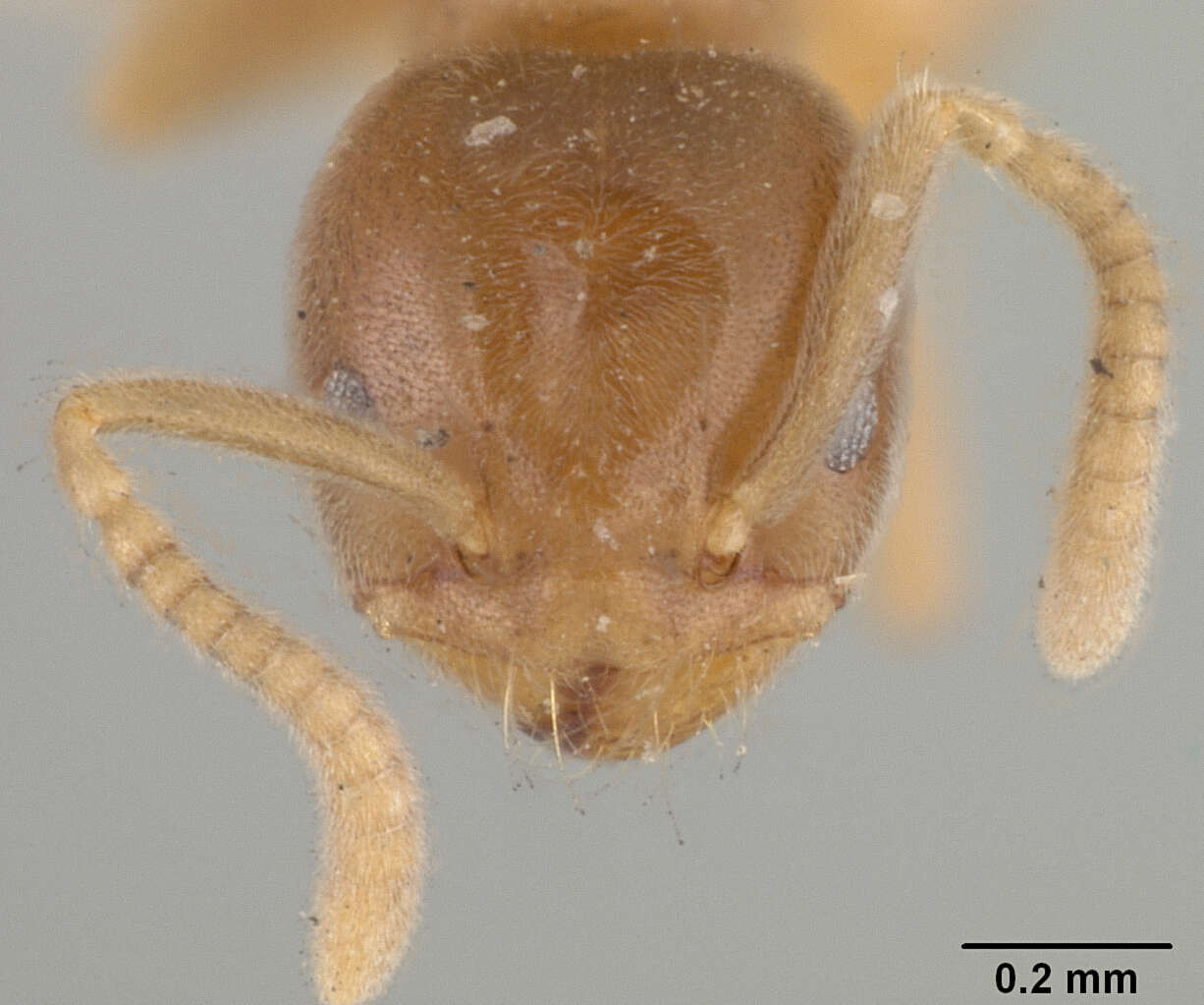 Image of Bothriomyrmex wroughtonii Forel 1895