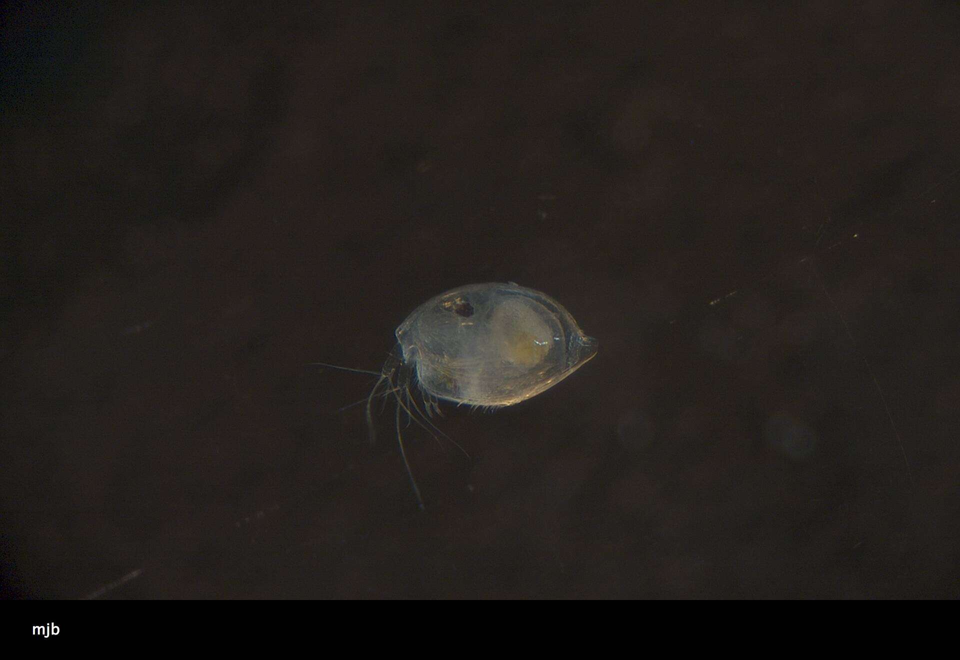 Image of Ostracoda