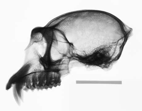 Image of Semnopithecus priam thersites (Blyth 1847)