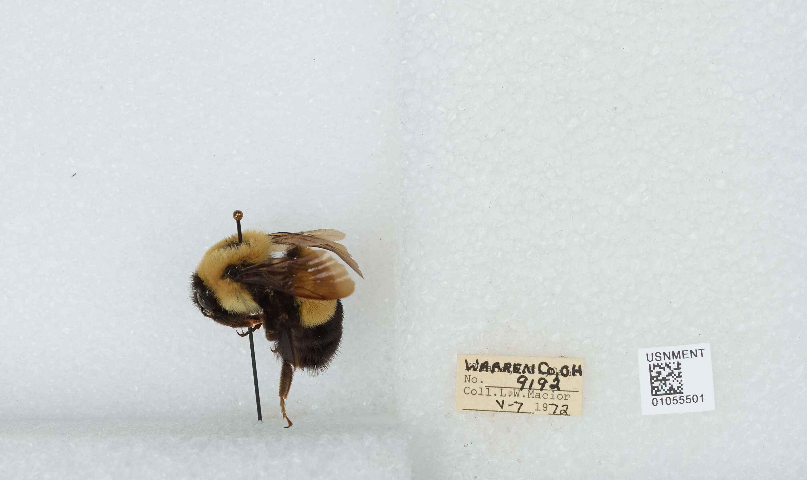 Слика од Bombus affinis Cresson 1864