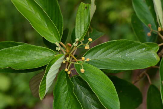 صورة Coussapoa oligocephala Donn. Sm.