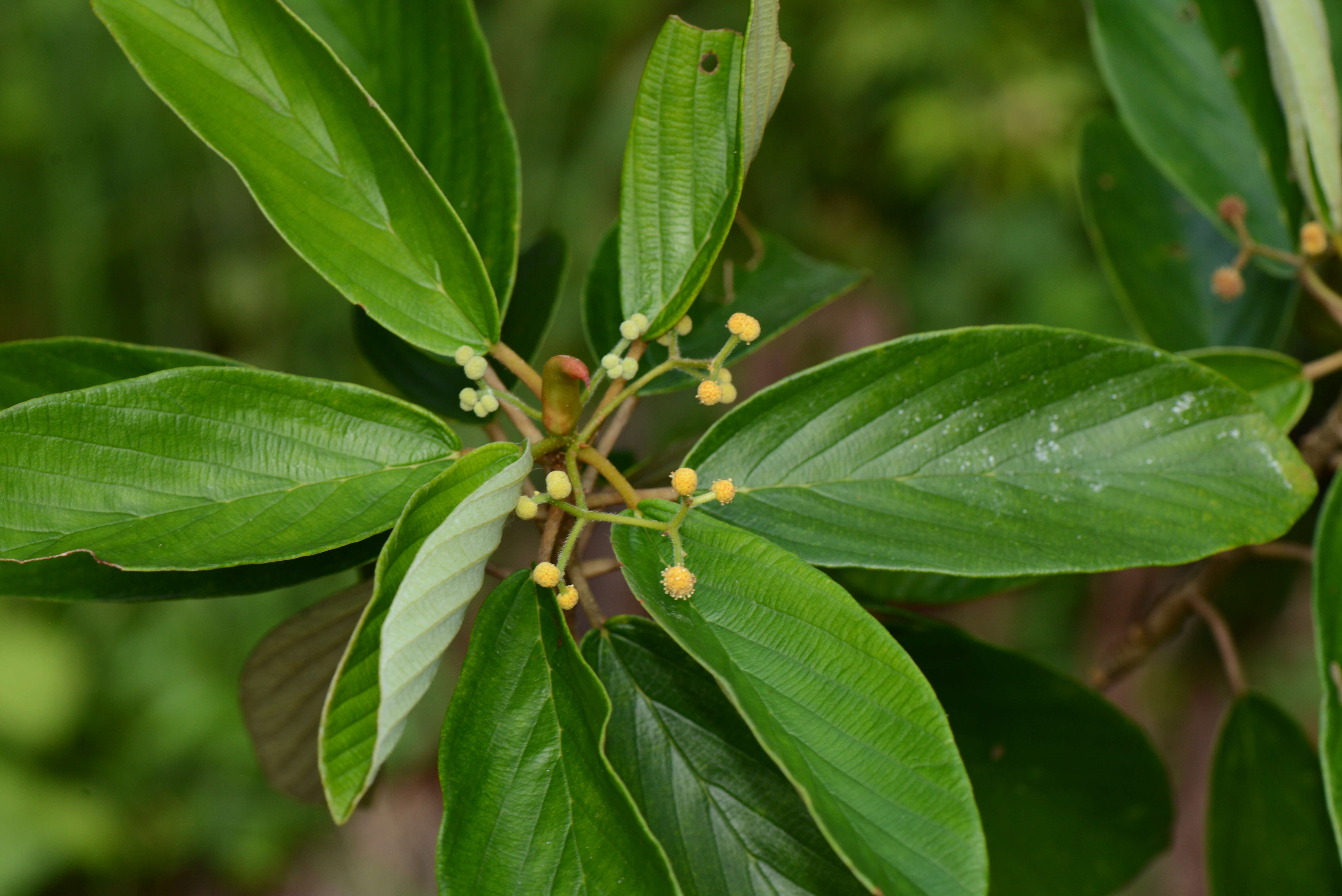 Image of Coussapoa oligocephala Donn. Sm.