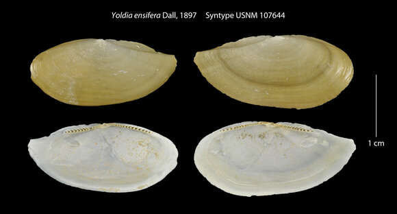 Image of Yoldia aeolica (Valenciennes 1846)