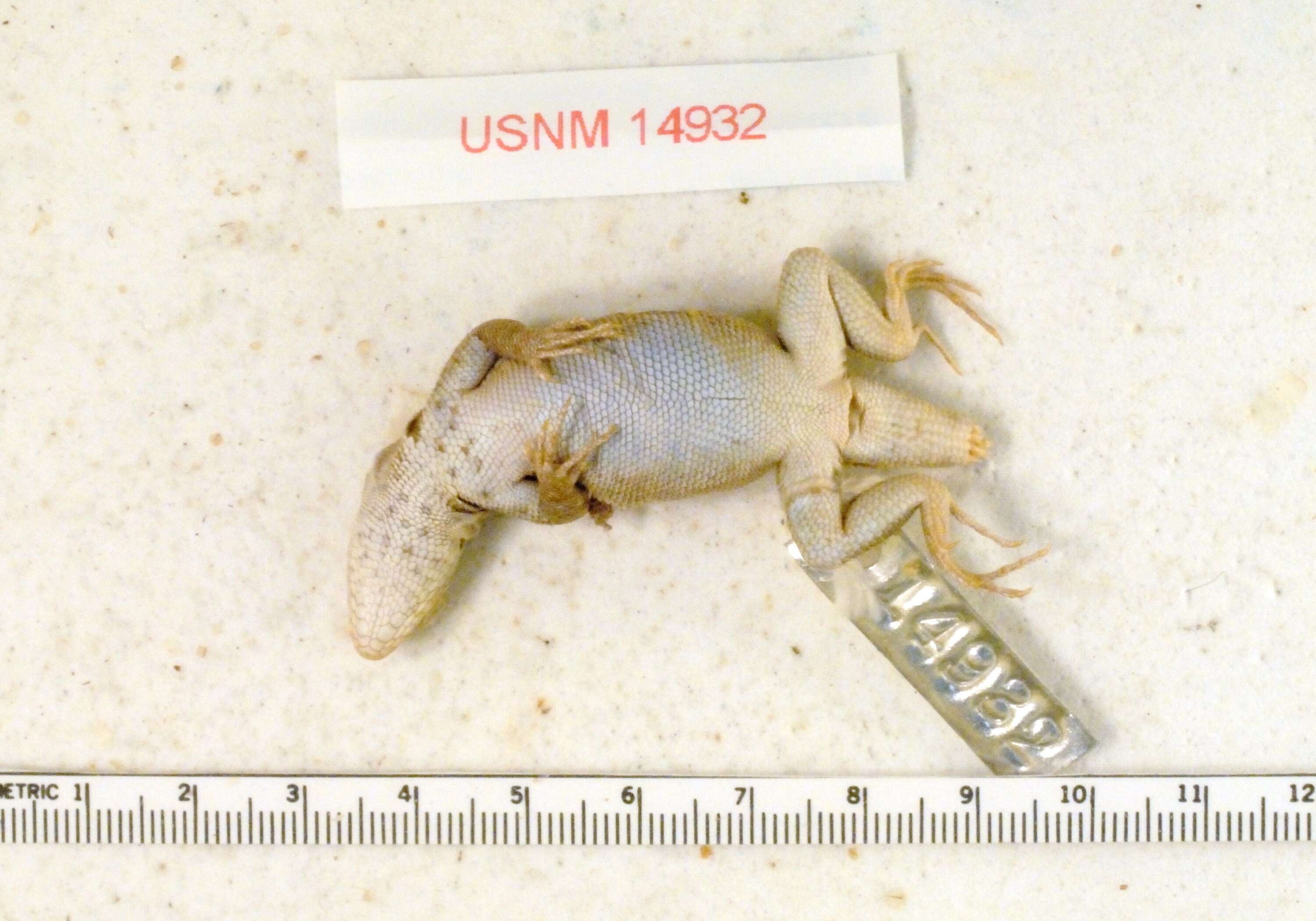 Image of Galapagos Lava Lizard