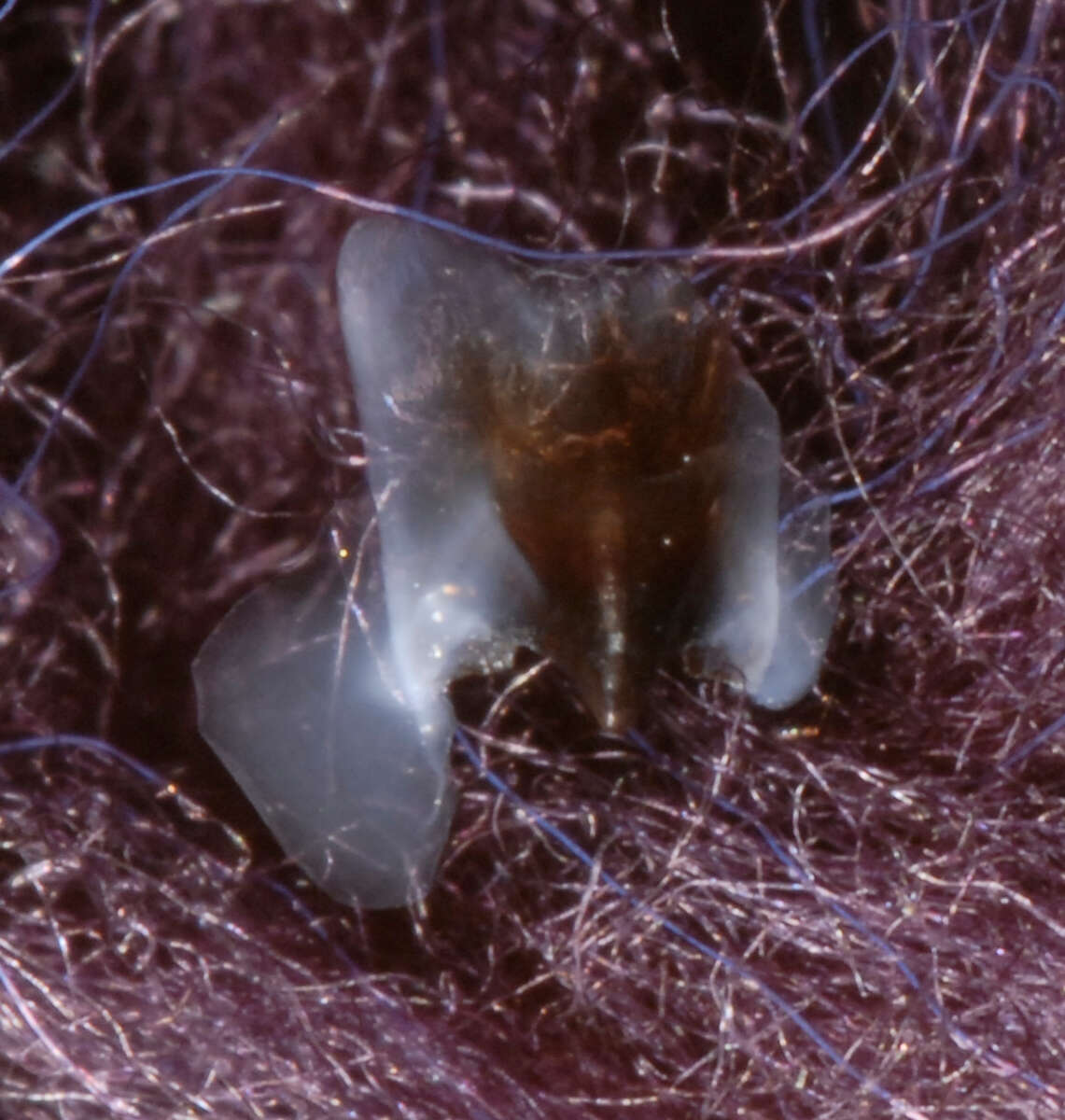 Image of Wonderful firefly squid