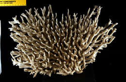 Sivun Acropora subulata (Dana 1846) kuva