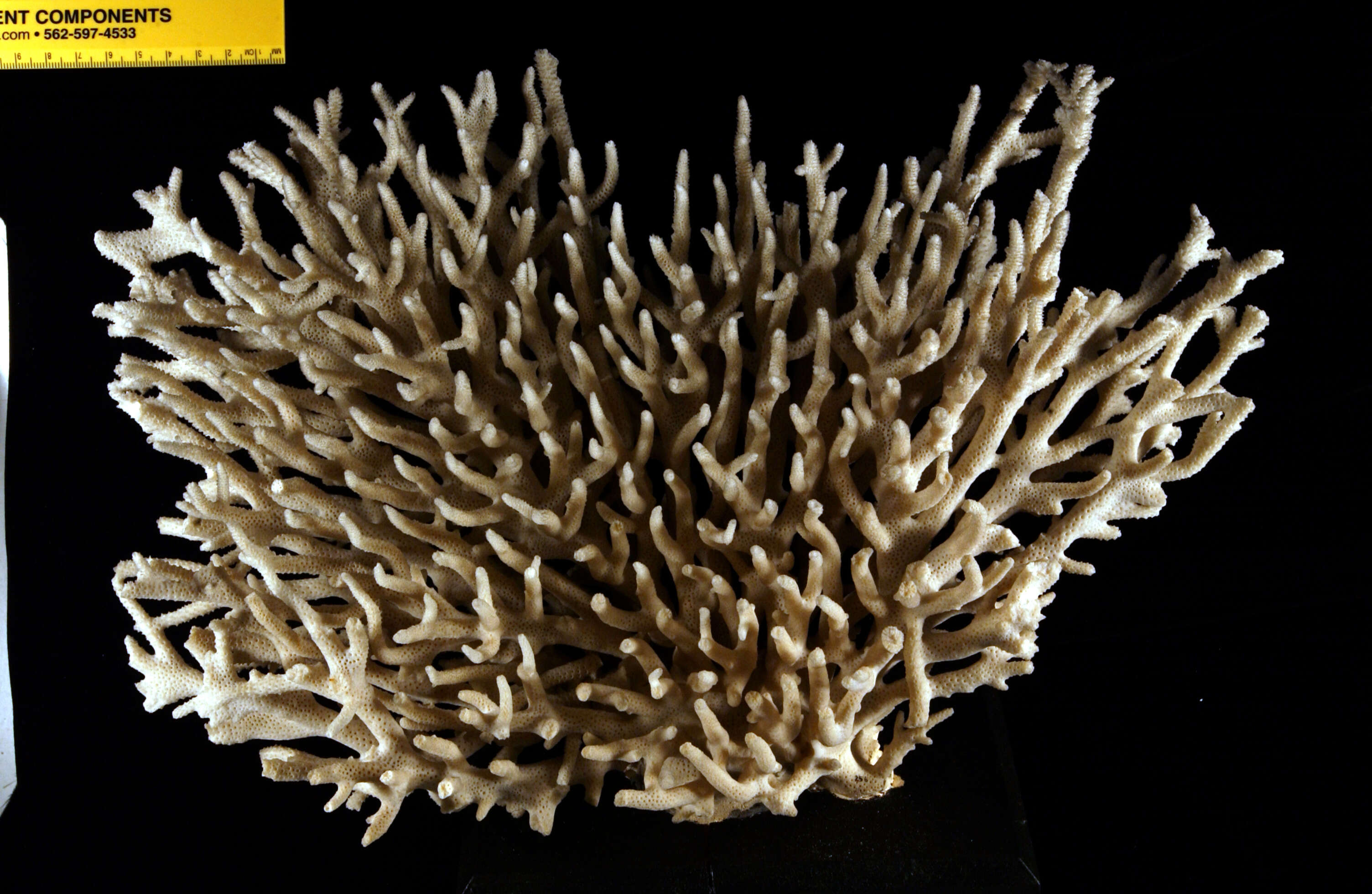 Image de Acropora subulata (Dana 1846)