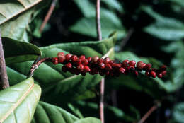 Coccoloba venosa L. resmi