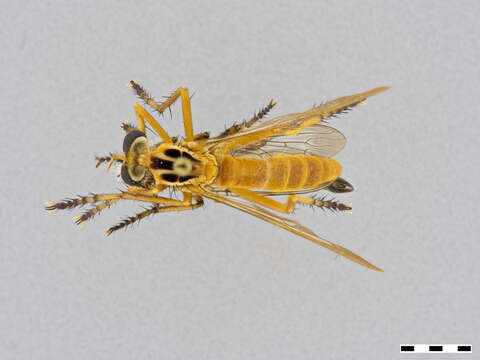 Image of Diogmites neoternatus (Bromley 1931)