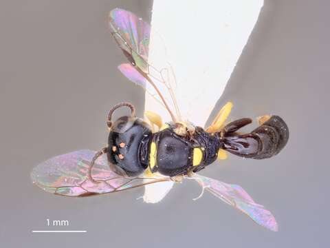 Image of Crossocerus hasalakae Leclercq 1986