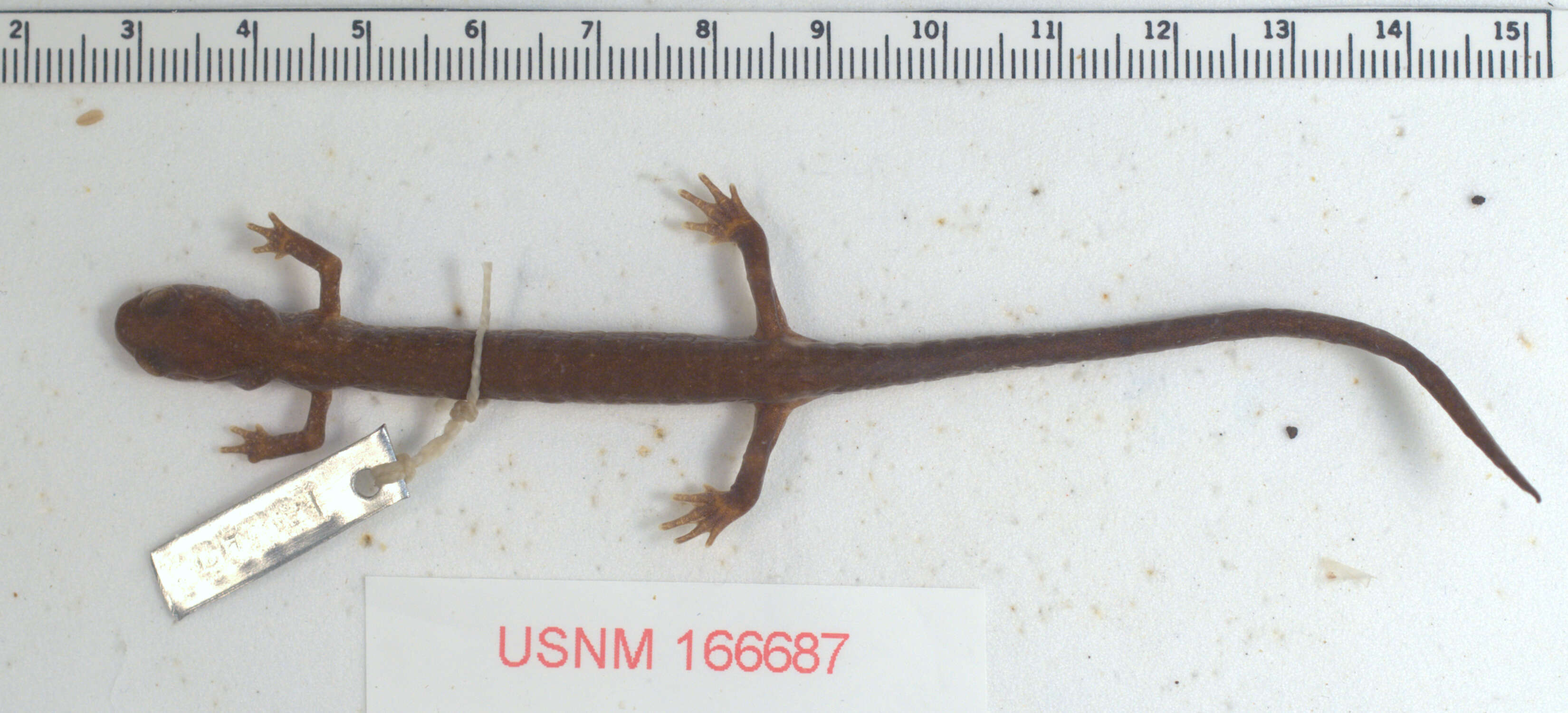 Image of Dunn's Salamander