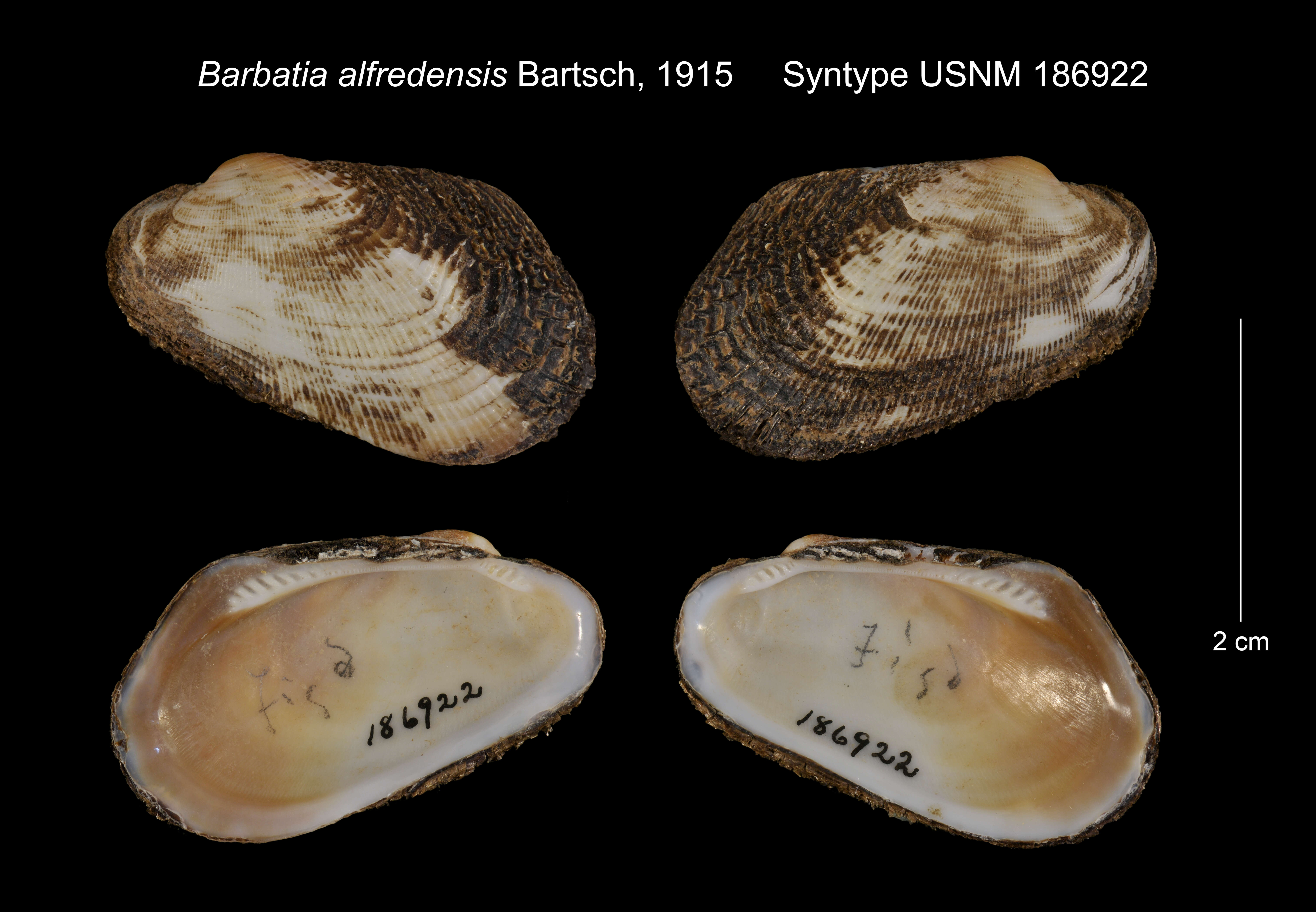 Image of oblique ark shell