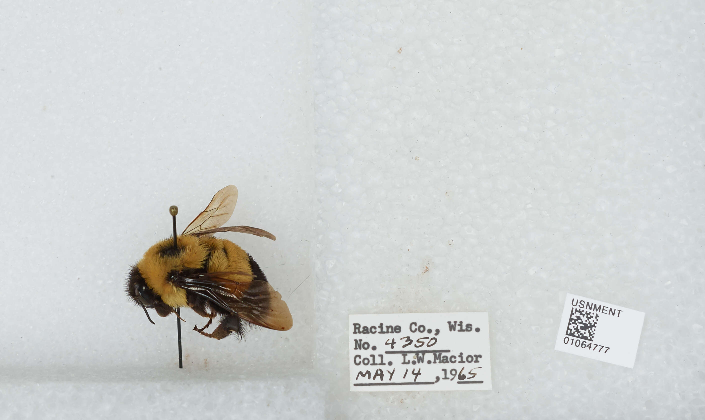 Слика од Bombus affinis Cresson 1864