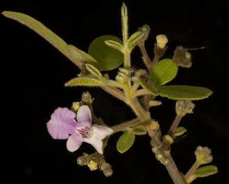 Image of Vitex mollis Kunth