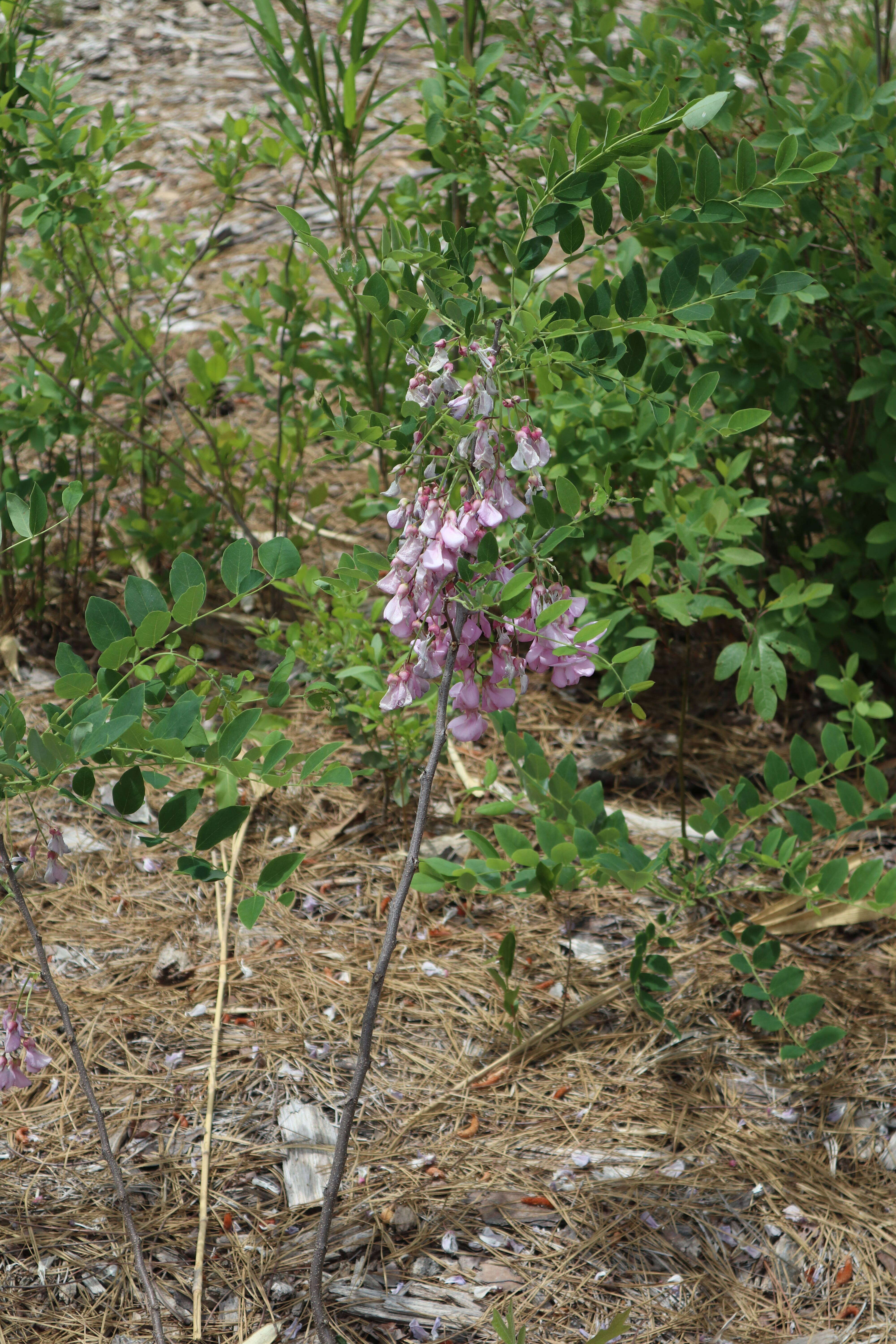 Image of bristly locust