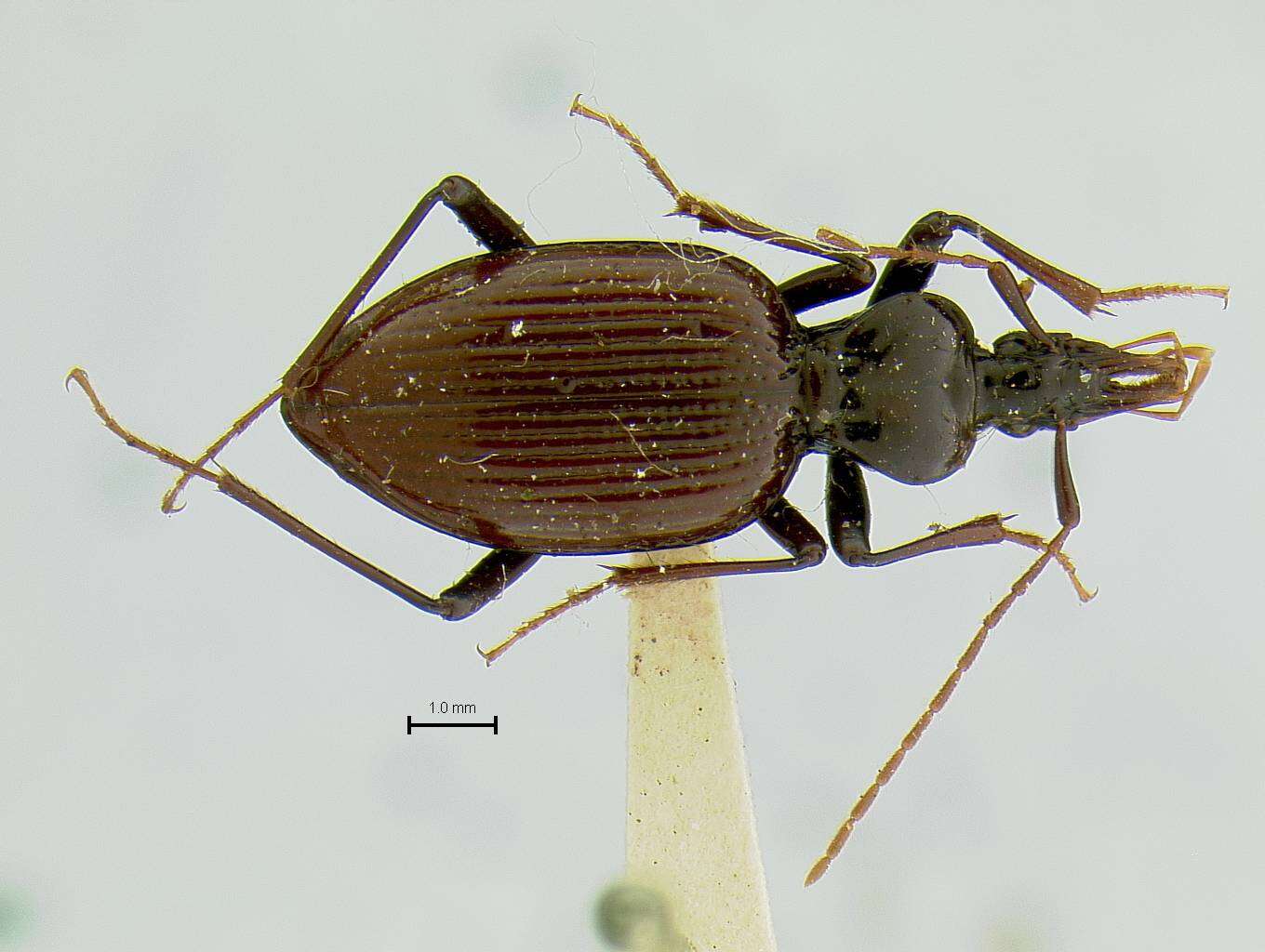 Image of Scaphinotus (Maronetus) incompletus (Schwarz 1895)