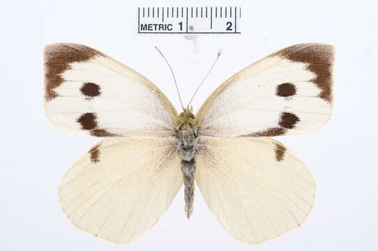 Image of cabbage butterfly