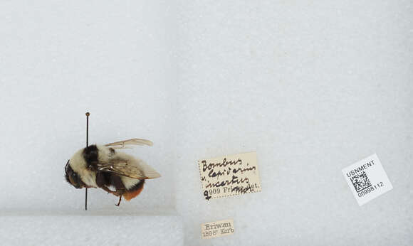 Imagem de Bombus incertus Morawitz 1881