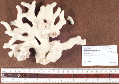 Madracis formosa Wells 1973 resmi