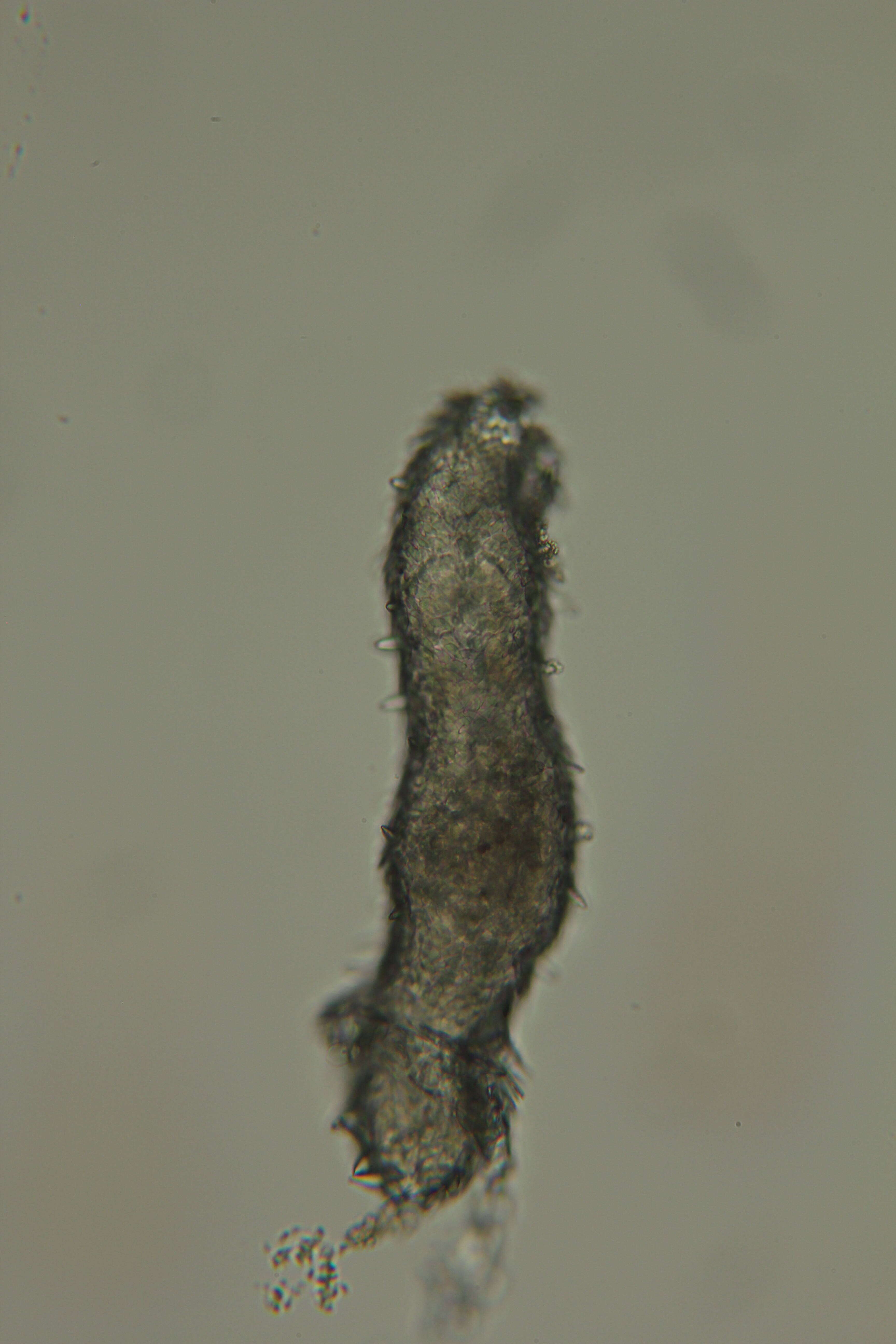 Image of Meiomeniidae