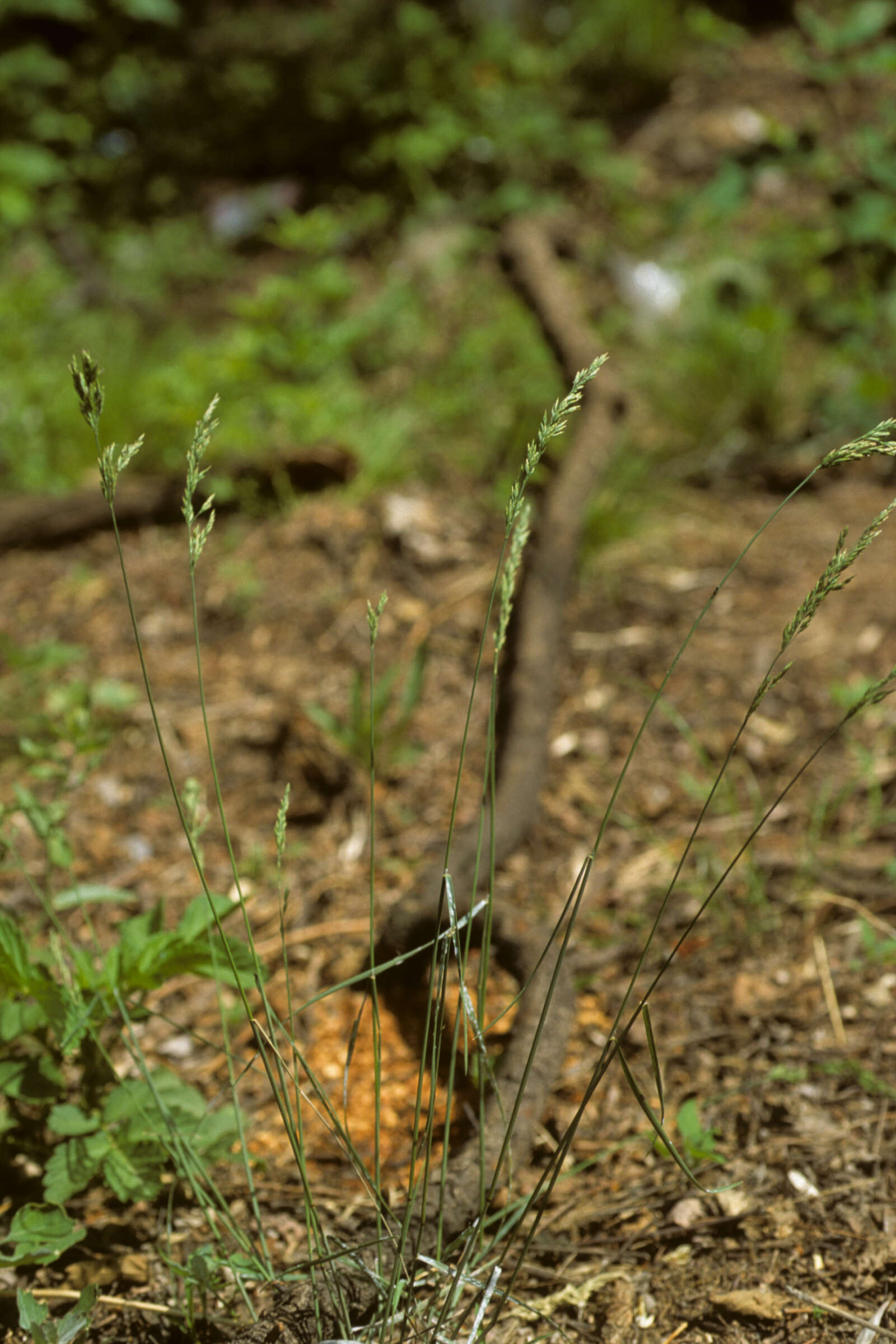 Image of Poa faberi Rendle