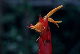 Guzmania berteroniana (Schult. & Schult. fil.) Mez的圖片