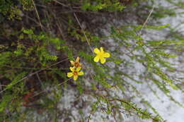 Sivun Hypericum tenuifolium Pursh kuva