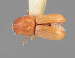 Image of Scolytodes pannuceus Wood 1971