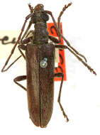 Image of Centrodera oculata Casey 1913