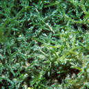 صورة <i>Codium divaricatum</i>