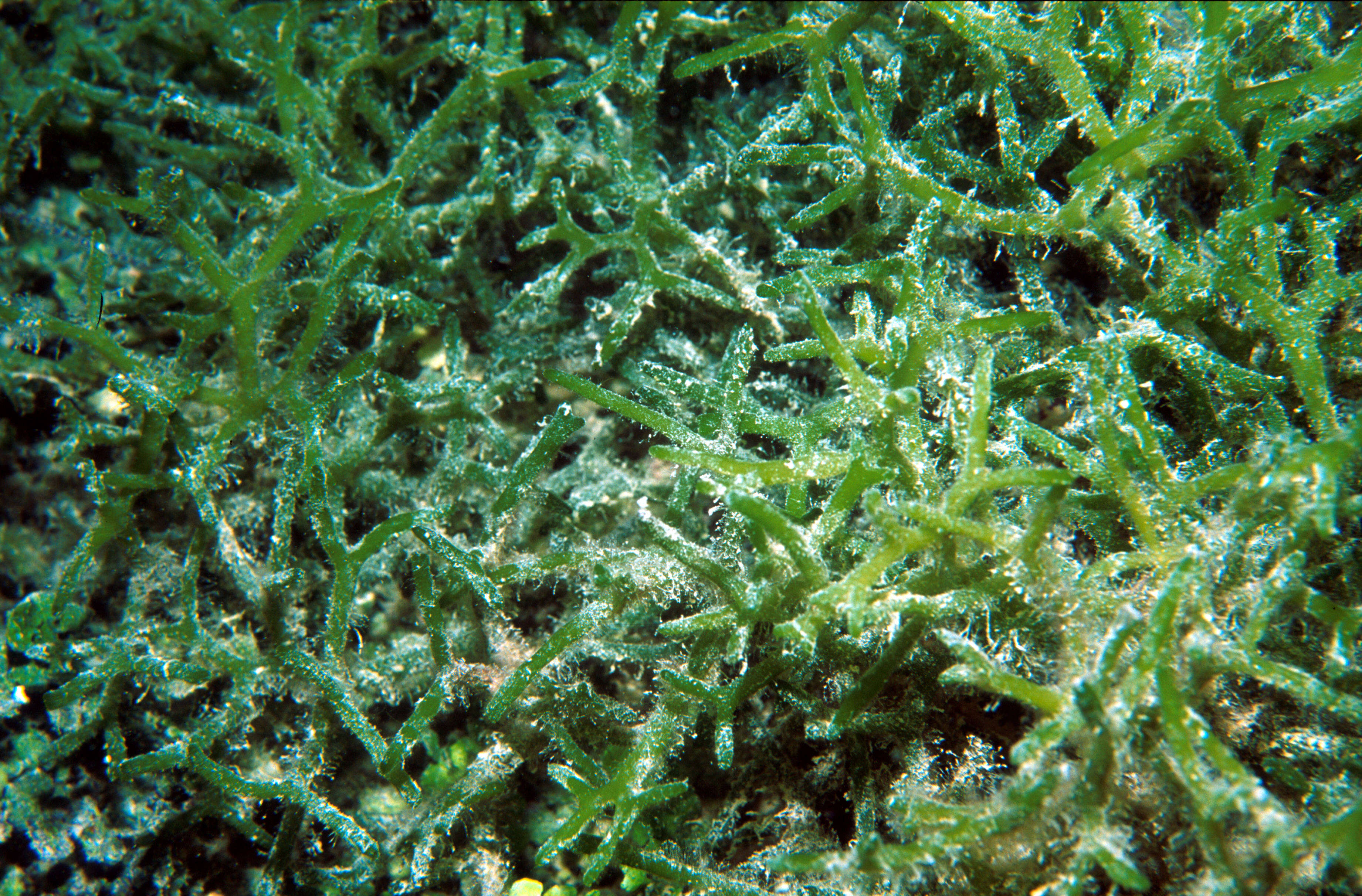 Image of <i>Codium divaricatum</i>