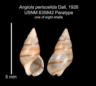 Image of <i>Angiola periscelida</i> Dall 1926