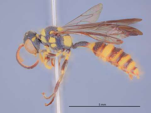 Cerceris leytensis Tsuneki 1992 resmi