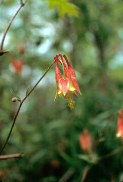 Image of red columbine