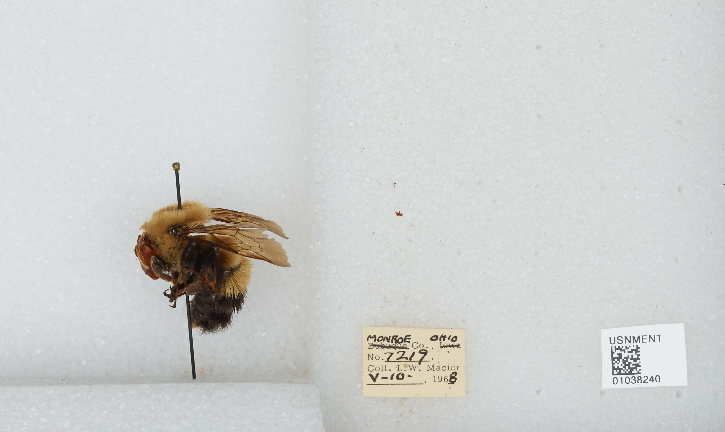 Слика од Bombus perplexus Cresson 1864