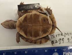 Image of American Box Turtle