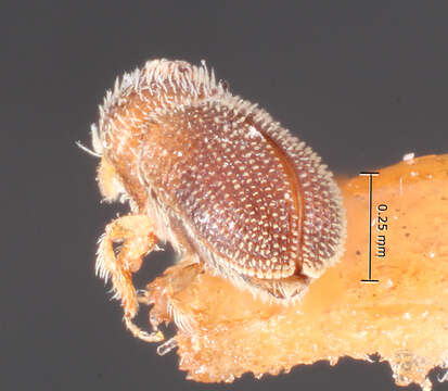 Image of Cryptocleptes