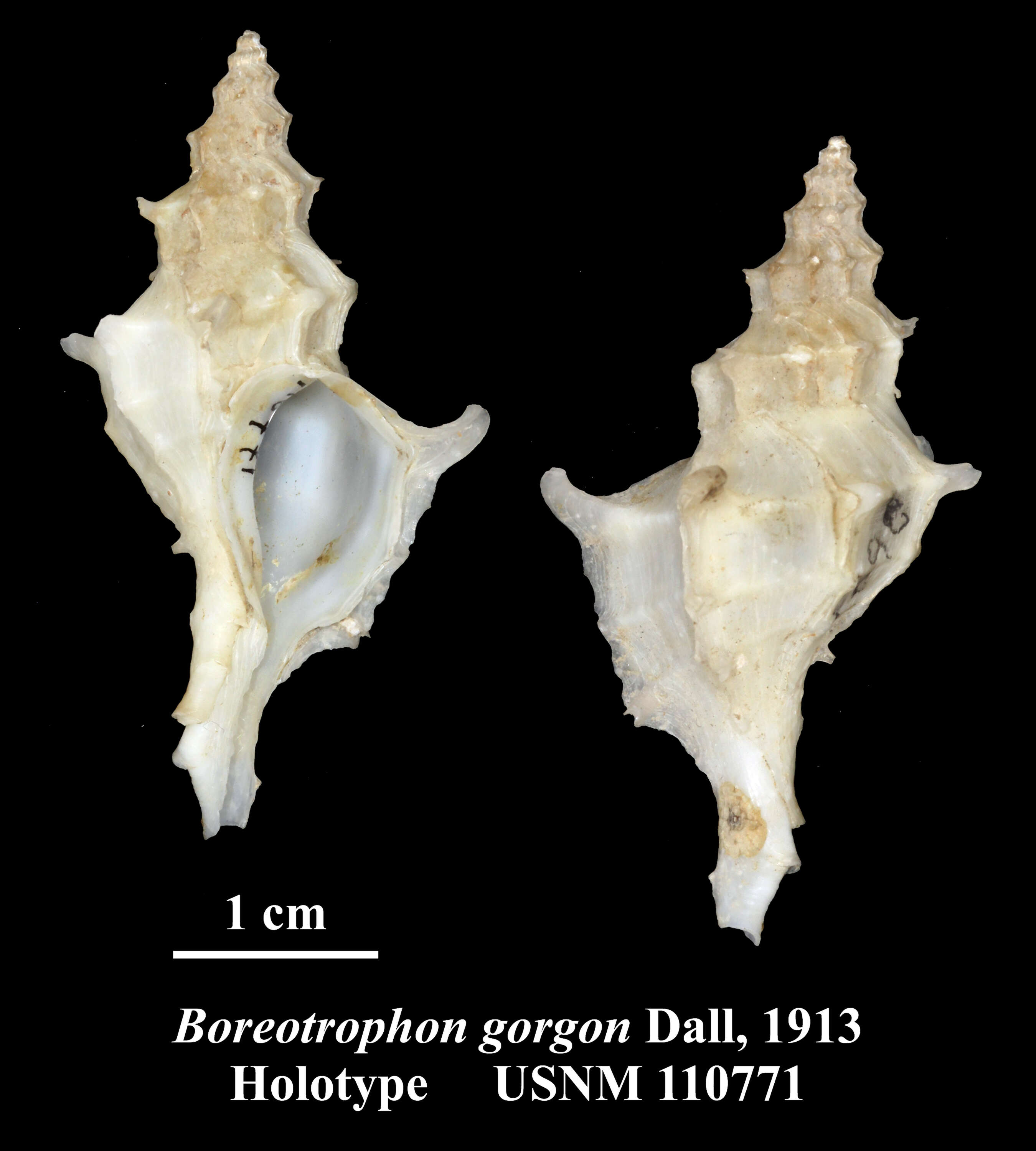 Image of Nipponotrophon gorgon (Dall 1913)