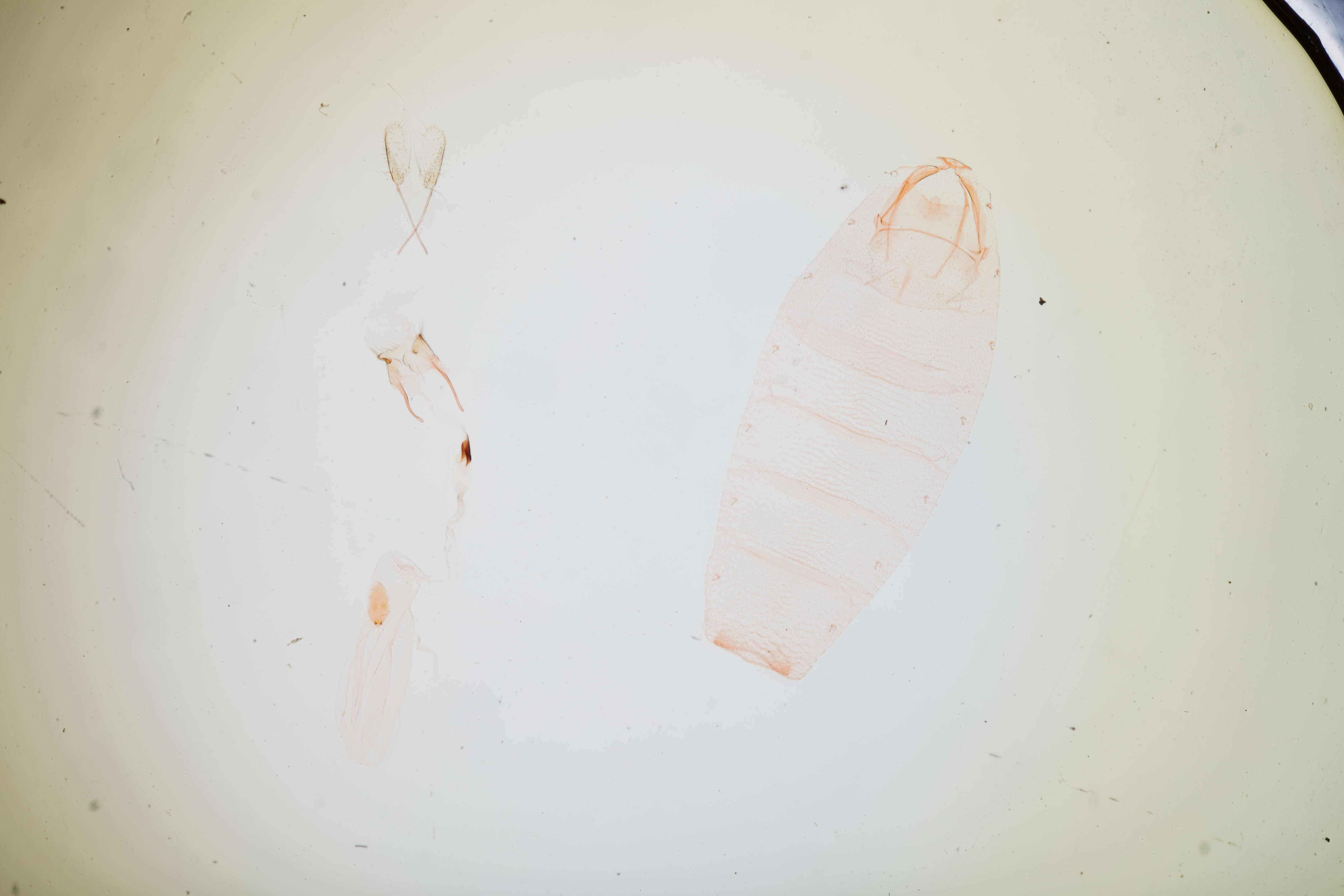Image of Monochroa angustipennella Clemens 1863