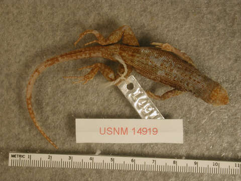 Image of Galapagos Lava Lizard