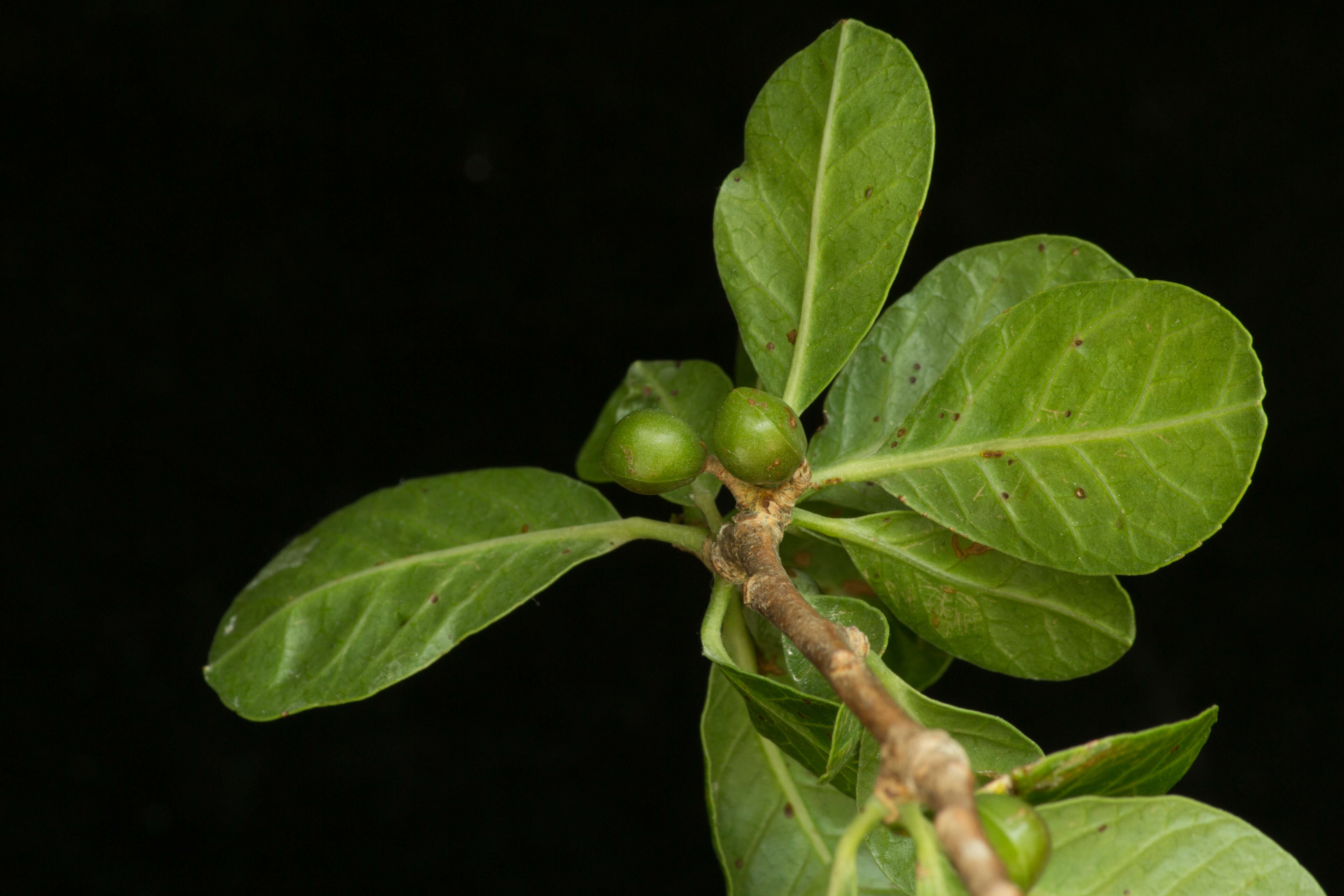 Image de Bursera schlechtendalii Engl.