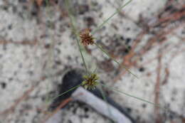 Imagem de Cyperus filiculmis Vahl