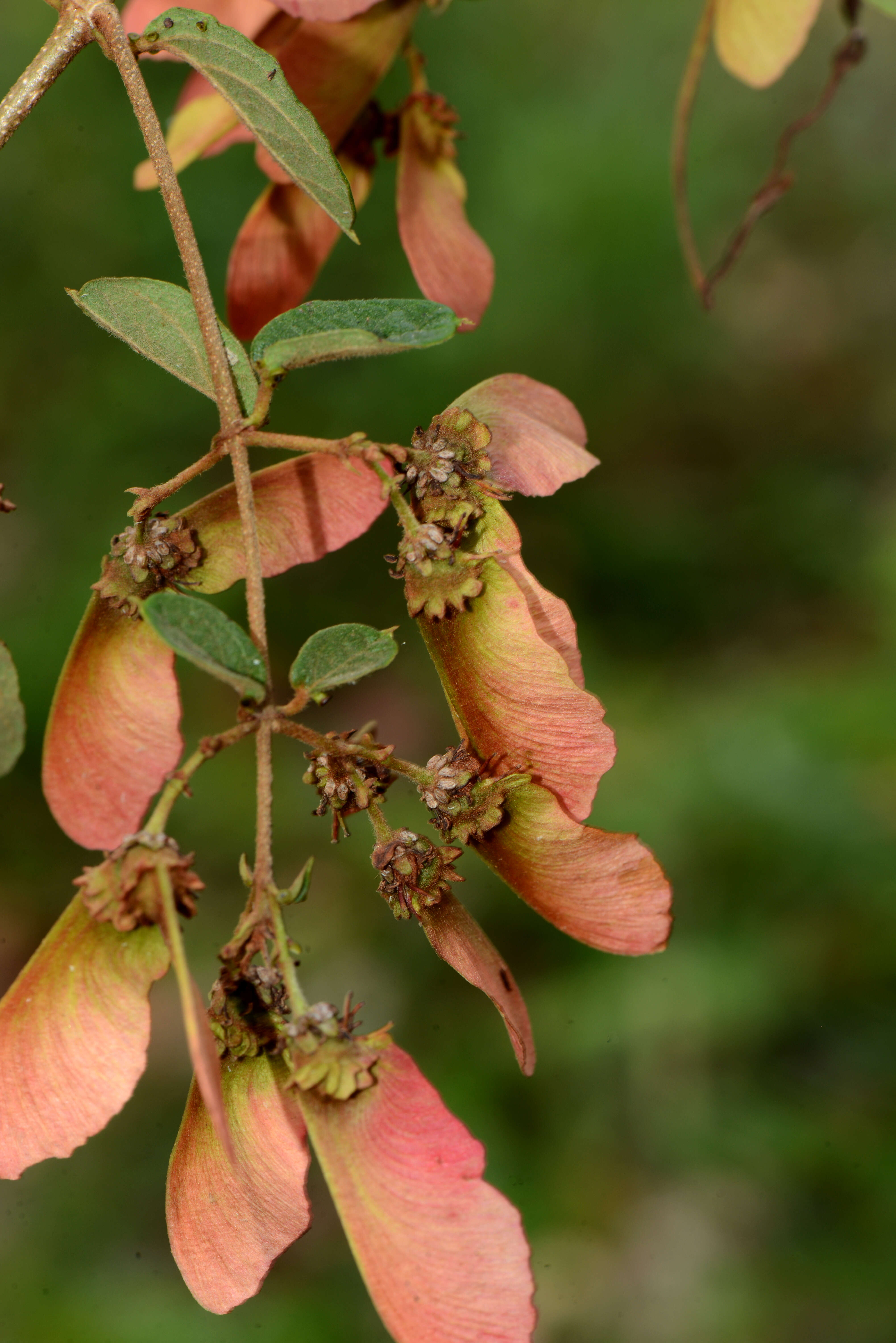 Plancia ëd Heteropterys brachiata (L.) DC.