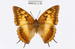 Imagem de Charaxes lasti Grose-Smith 1889