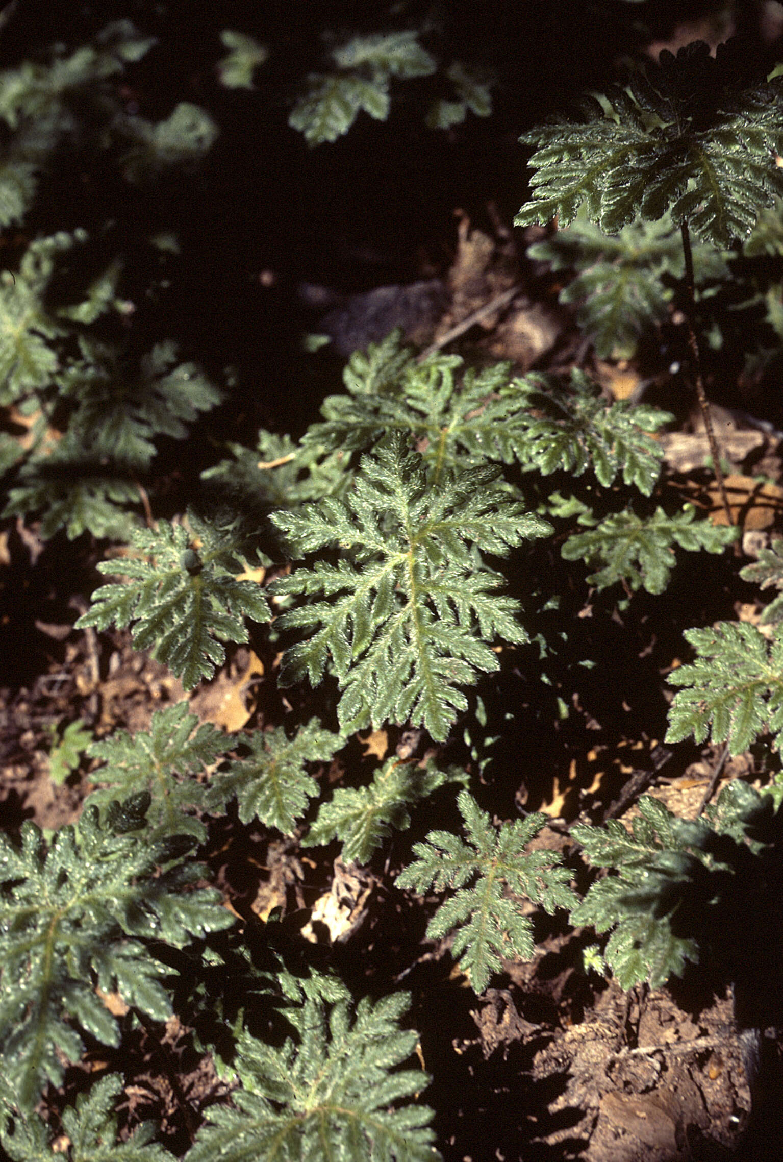 Image of copper fern