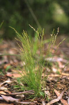 Image of Poa meionectes Vickery