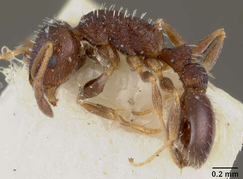 Image de Leptothorax texanus Wheeler 1903