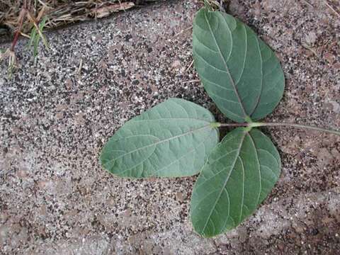 Слика од Vigna vexillata (L.) A. Rich.