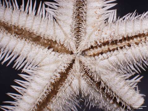 Image of Astropecten antillensis Lütken 1859