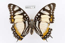 Imagem de Charaxes superbus Schultze 1908